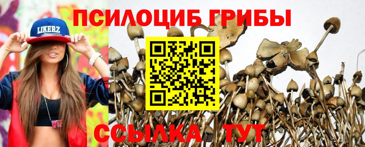 Псилоцибиновые грибы Cubensis  Галлюциногенные грибы GOLDEN TEACHER  Вятские Поляны  Вход с VPN 